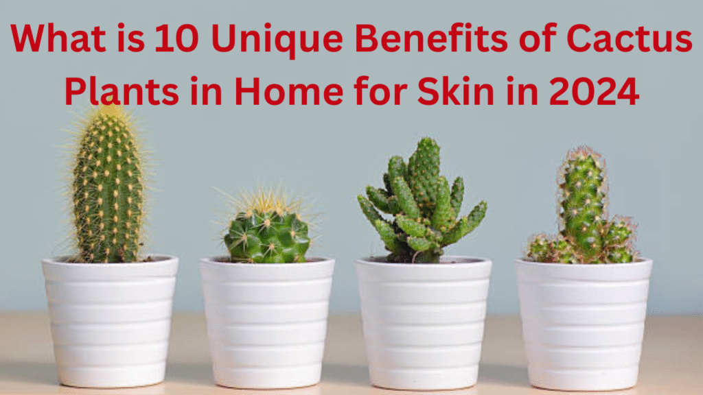 What is 10 Unique Benefits of Cactus Plants in Home for Skin in 2024